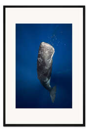 Gerahmter Kunstdruck Pottwal