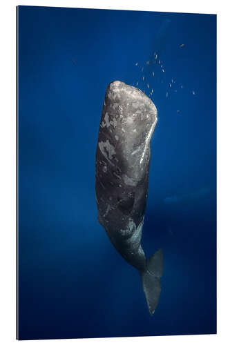 Galleriprint sperm whale