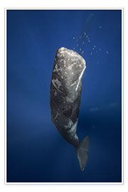 Wall print  sperm whale - Barathieu Gabriel