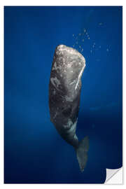 Wall sticker sperm whale