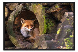 Gerahmter Kunstdruck Fuchs in hohlem Baumstamm