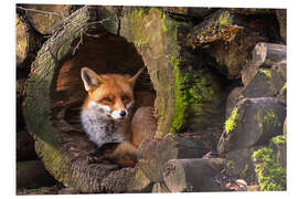 Foam board print Fox in a hollow trunk