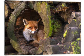 Gallery print Fox in a hollow trunk