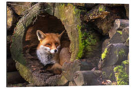 Magnettafel Fuchs in hohlem Baumstamm