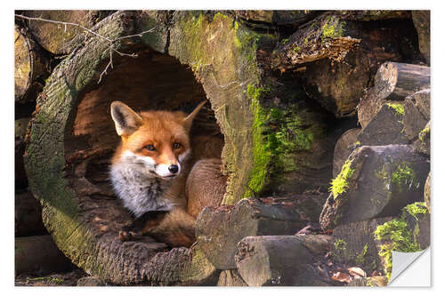 Sticker mural Renard dans un tronc d'arbre