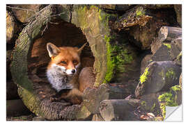 Selvklebende plakat Fox in a hollow trunk