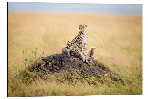 Aluminium print Leopard mother