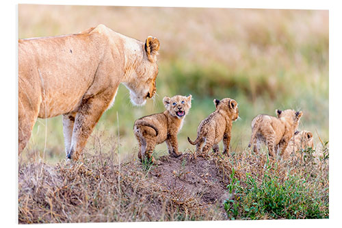 Tableau en PVC Lionne suivant ses lionceaux