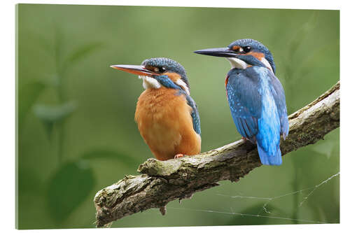 Akrylbillede Kingfisher Germany