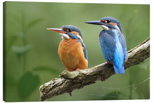 Leinwandbild Kingfisher Deutschland