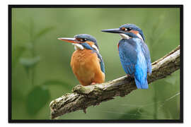 Gerahmter Kunstdruck Kingfisher Deutschland
