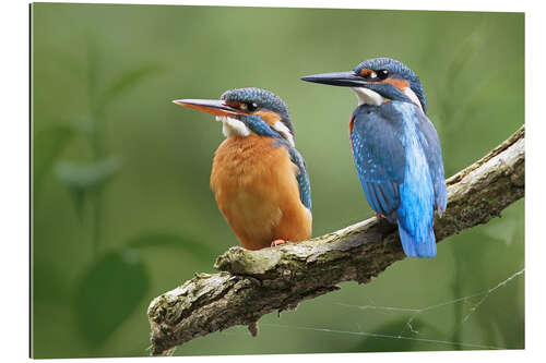 Gallery print Kingfisher Germany