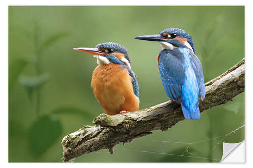 Vinilo para la pared Kingfisher Germany