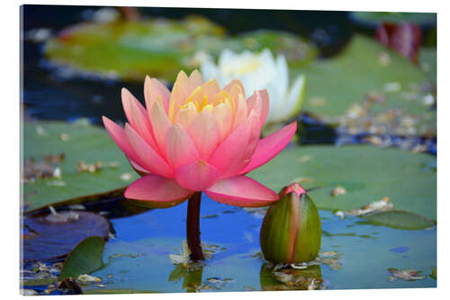 Acrylglas print water lily