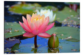 Cuadro de aluminio water lily