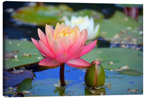 Canvas print water lily