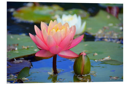 Foam board print water lily