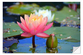 Muursticker water lily