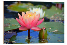 Wood print water lily