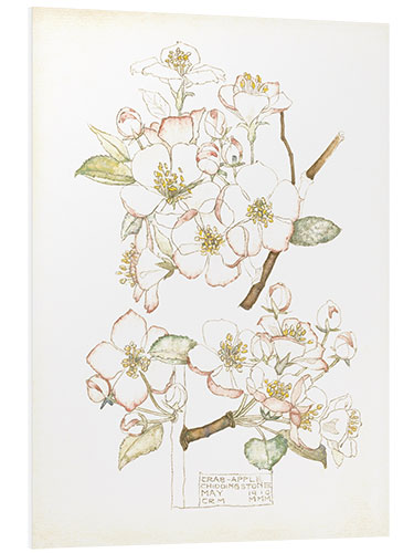 Foam board print Apple blossom