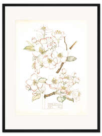 Gerahmter Kunstdruck Apfelblüte