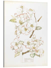 Magnettafel Apfelblüte