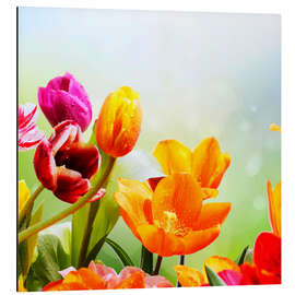 Aluminium print Tulips with Water Drops