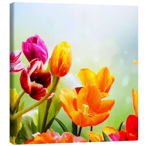 Canvas print Tulips with Water Drops
