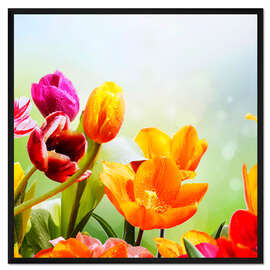 Gerahmter Kunstdruck Tulpen mit Wassertropfen