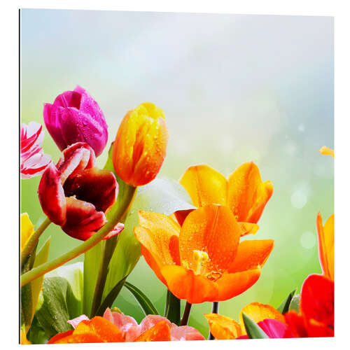 Gallery print Tulips with Water Drops