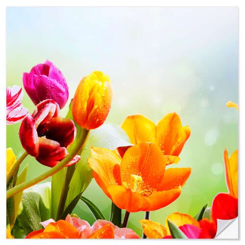 Selvklebende plakat Tulips with Water Drops