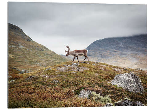 Aluminium print Reindeer in Lapland