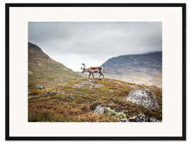 Gerahmter Kunstdruck Rentier auf einem Hügel, Lappland