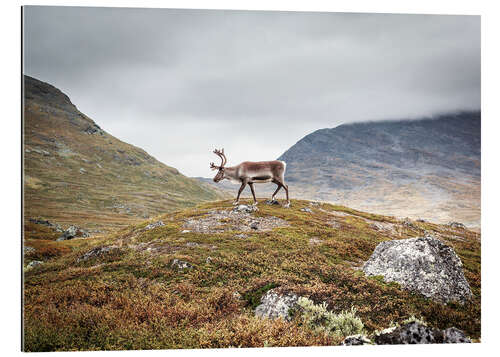 Gallery print Reindeer in Lapland