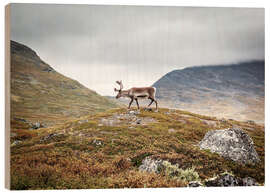 Wood print Reindeer in Lapland