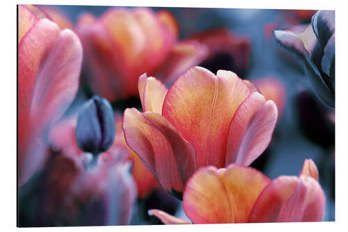 Aluminiumsbilde Dark and yellow orange Tulips