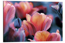 Tableau en aluminium Translucides tulipes