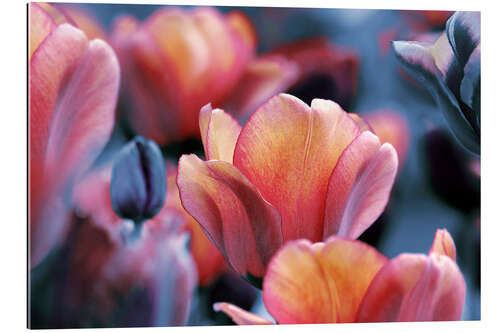 Galleritryck Dark and yellow orange Tulips