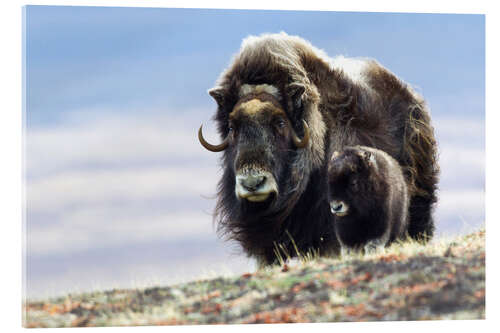 Akryylilasitaulu Musk ox with calf