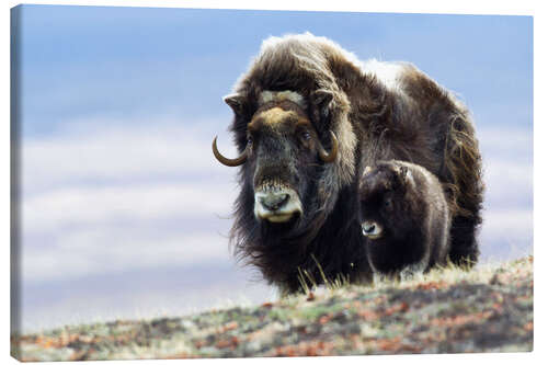 Obraz na płótnie Musk ox with calf