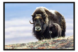 Gerahmter Kunstdruck Moschusochse mit Kalb