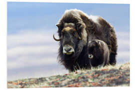 Foam board print Musk ox with calf