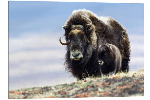 Gallery print Musk ox with calf