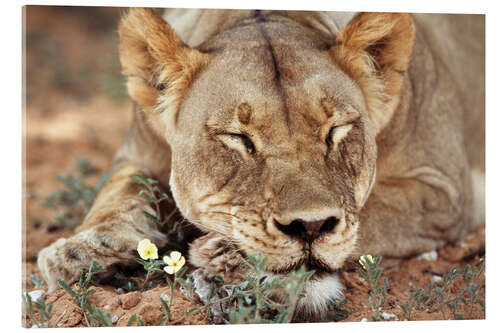 Acrylic print Lioness sleeps on wildflowers