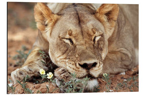 Tableau en aluminium Lionne dormant dans les fleurs sauvages