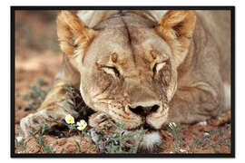 Gerahmter Kunstdruck Löwin schläft auf Wildblumen
