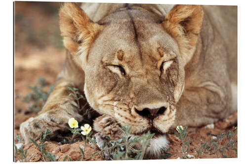 Gallery print Lioness sleeps on wildflowers