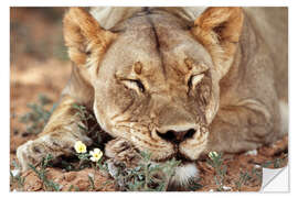 Wall sticker Lioness sleeps on wildflowers