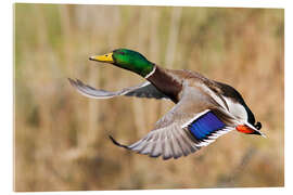 Acrylic print Mallard in flight