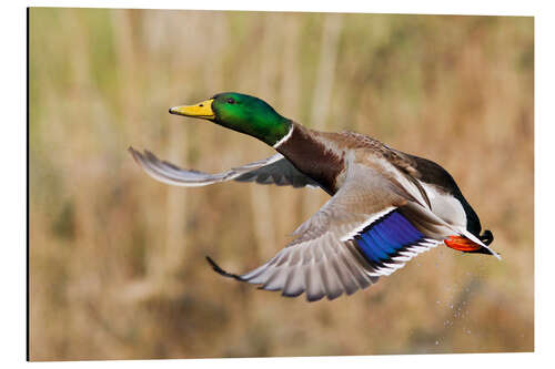 Cuadro de aluminio Mallard en vuelo